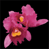 Orchid album cover